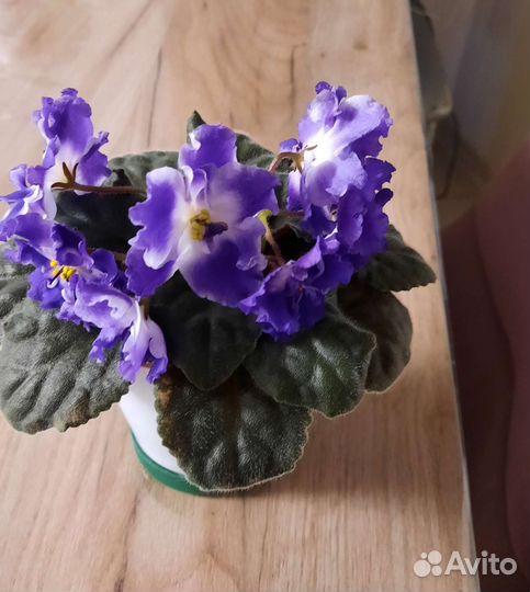 Фиалки продажа