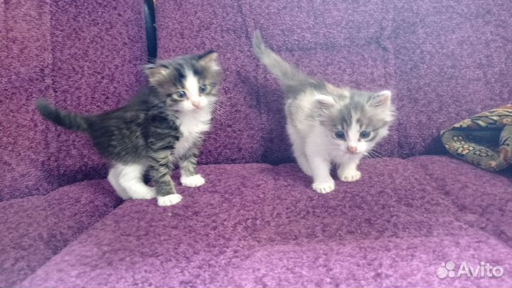 Котята