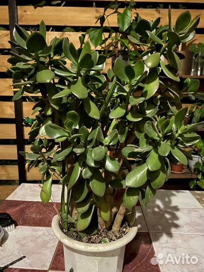 Денежное дерево