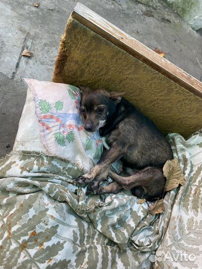 Собака в добрые руки