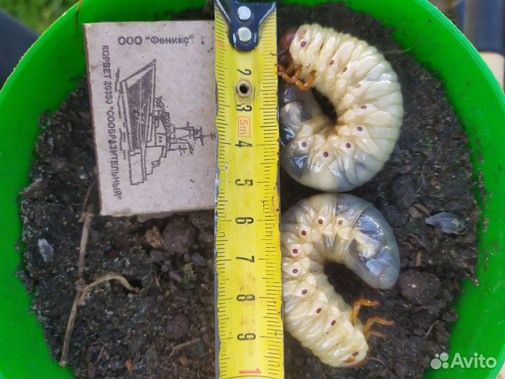 Личинки жука носорога