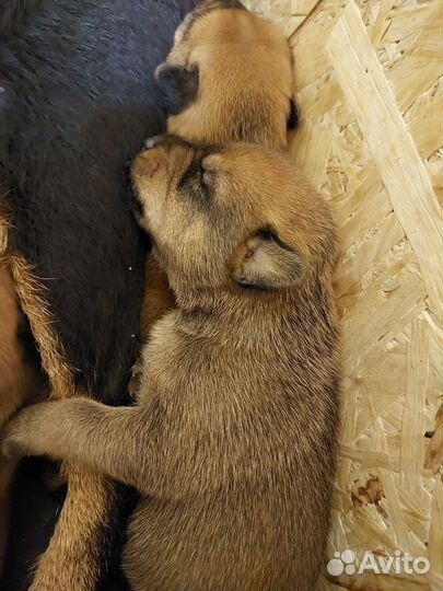 Щенки бесплатно