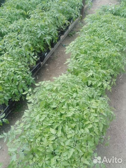 Рассада помидор