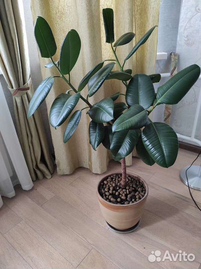 Фикус каучуконосный