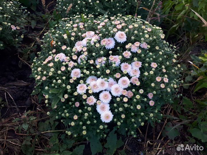 Хризантемы мультифлора