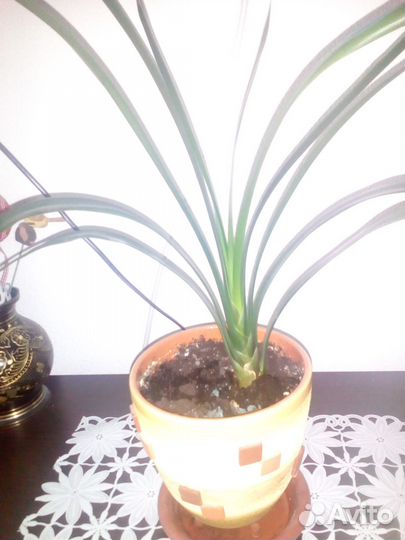 Комнатные цветы