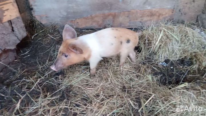 Поросята ландрас дюрок