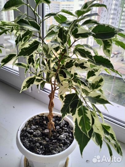 Фикус Бенджамина заплетенный косичкой