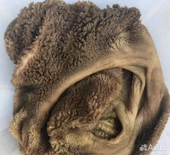 Субпродукты