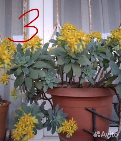 Редкие суккуленты