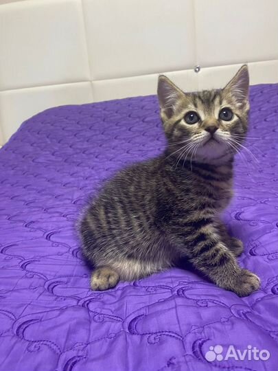 Британский котенок