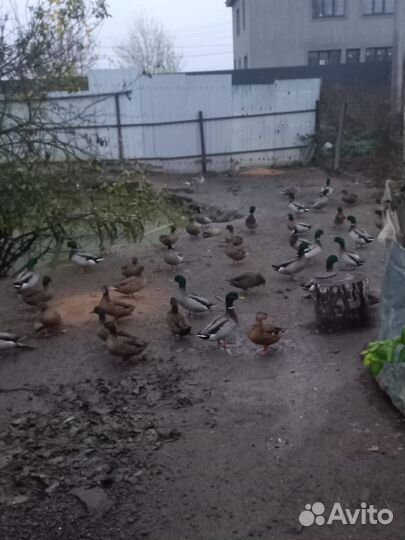 Утки подсадные чубарые и селезни