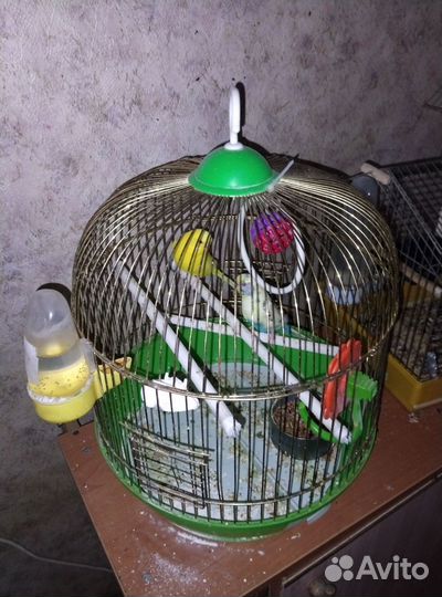 Волнистые попугаи