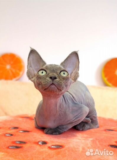 Котята девон-рекс