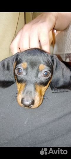 Щенки таксы