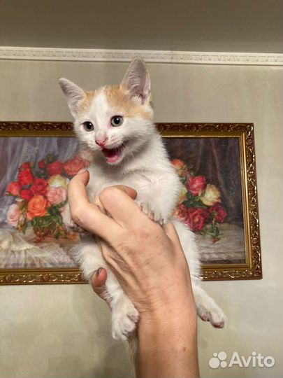Котенок в добрые руки