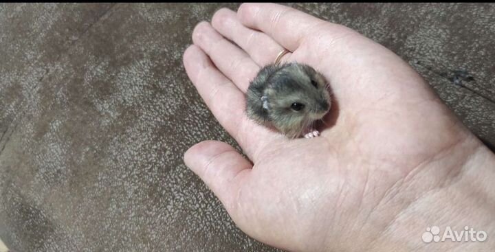 Джунгарский хомяк