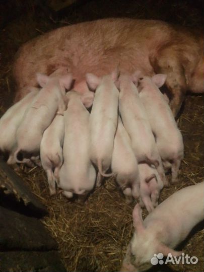 Поросята