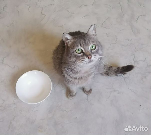 Возьмите кошку из приюта