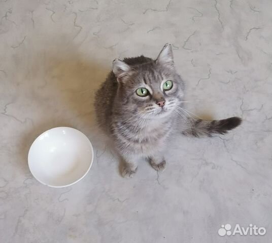 Возьмите кошку из приюта