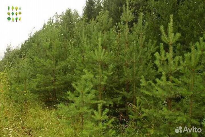 Крупномеры сосны