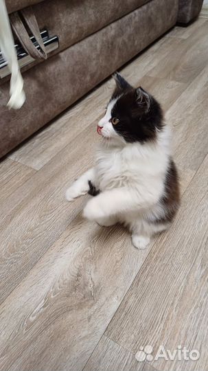 Котята отдам в добрые руки бесплатно