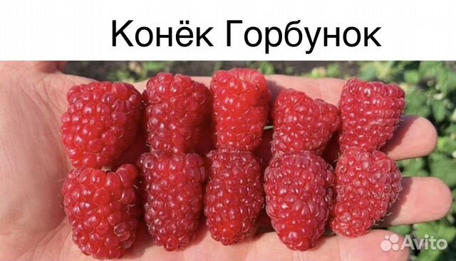 Конек горбунок 10 сентября 19г питомник Школьный сад - YouTube