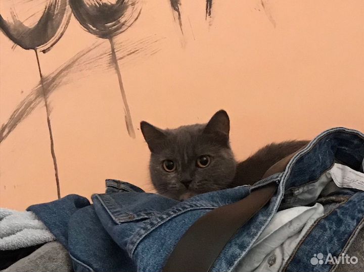 Кошка британка помесь