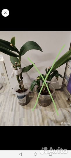 Орхидея дендробиум фаленопсис