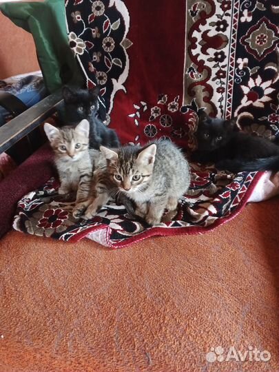 Кошка в дар