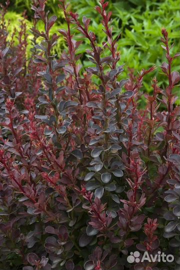 Барбарис тунберга