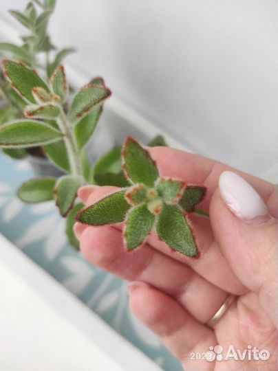 Детки суккулентов. Много сортов