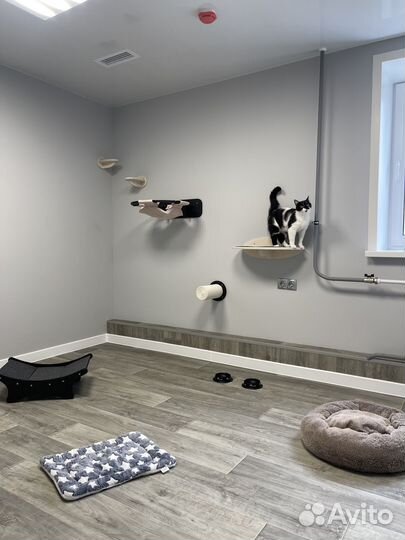 Зоогостиница для кошек / передержка