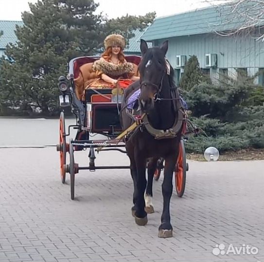 Карета фаэтон для лошади