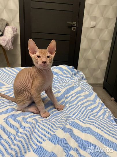 Котята сфинкс