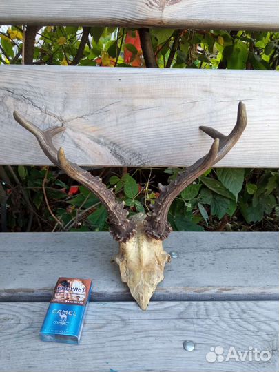 Имитация рогов косули