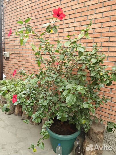 Гибискус древовидный