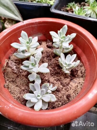 Крассулы разные виды
