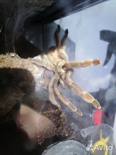 Паук птицеед. Адультный самец