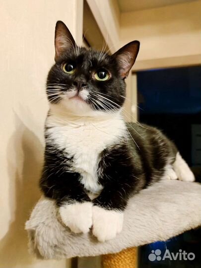 Кошка Василиса в добрые ручки