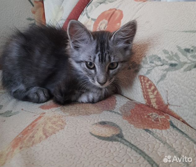 Котята в добрые руки даром бесплатно