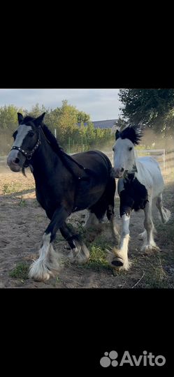 Лошадь тинкер