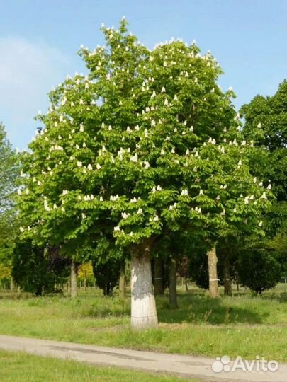 Шикарные садовые растения