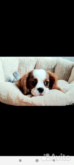 Кинг чарльз спаниель