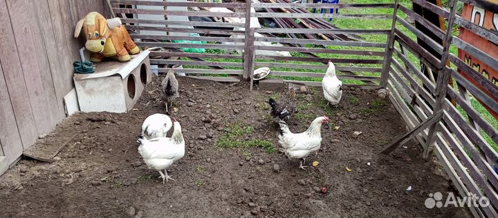 Куры несушки доминант