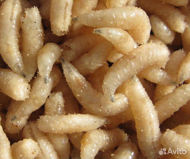 Опарыш оптом