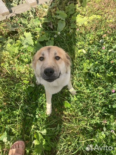 Собака в добрые руки