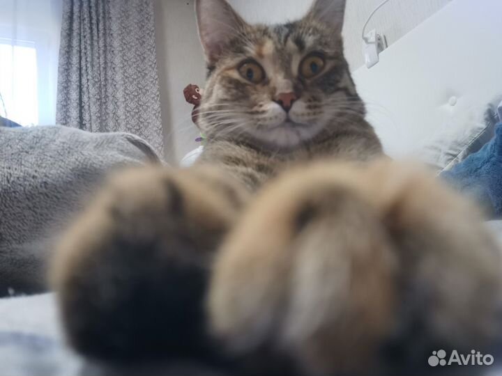 Кошка в дар