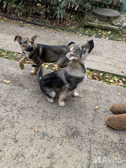 Отдам щенков в добрые руки