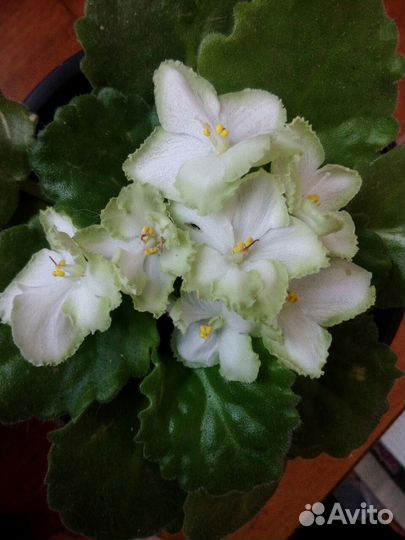 Фиалка (цветущая, в горшке)